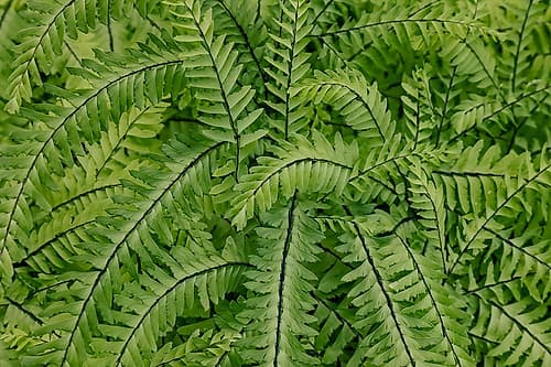 USA- Washington State. Bellevue Botanical garden Art Print